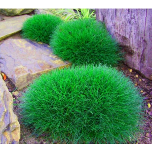 TRAWA NIEDŹWIEDZIE FUTRO Pakiet 10 sztuk odporna - sadzonki 10 / 15 cm